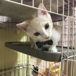 甘えん坊な三兄弟の仔猫