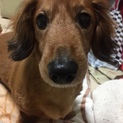 要介護犬ですがお願いします