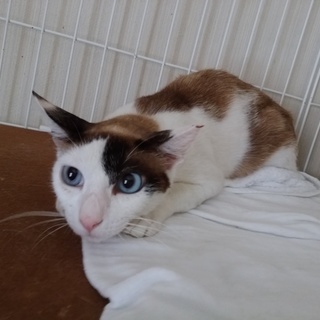 青い目が綺麗なシャムMIXの母猫約2歳位