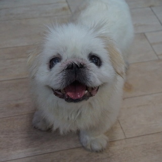 ゆるキャラ風ワンコ♪