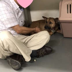 「保護犬たのお君改めカール君」サムネイル1