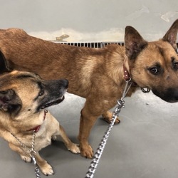 「保護犬たのお君改めカール君」サムネイル2