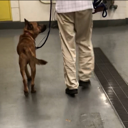 「保護犬たのお君改めカール君」サムネイル3