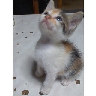 かわいい三毛あかちゃん