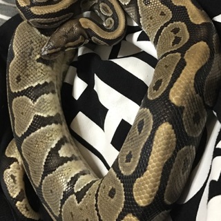 ボールパイソン