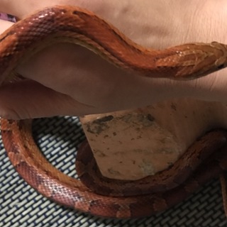 コーンスネーク