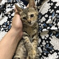 家族を探しています！人懐こいキジトラちゃん