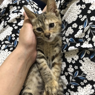 家族を探しています！人懐こいキジトラちゃん