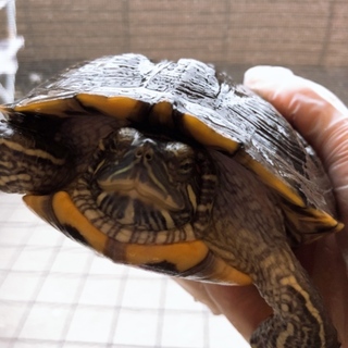 カメさんの里親急募