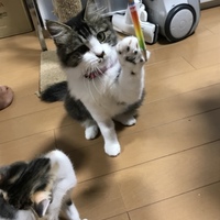 ココ