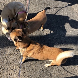 「りんちゃんはEdわんこが大好き」サムネイル1