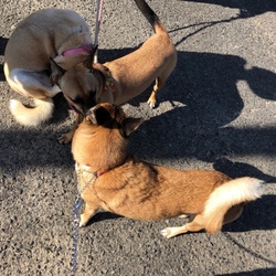 「りんちゃんはEdわんこが大好き」サムネイル2