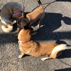 「りんちゃんはEdわんこが大好き」サムネイル3