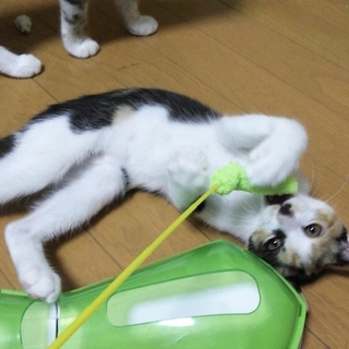 末っ子三毛ちゃん♪