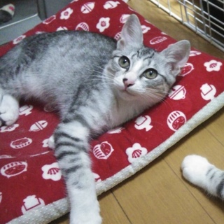 穏やかサバ白くん♪