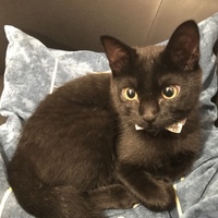 FELIX