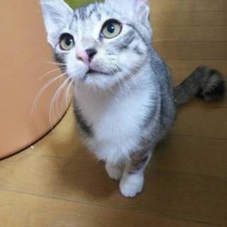 うっすらブラウンが入ったおしゃれなサバ白くん♪