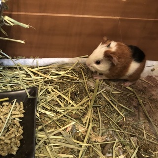 モルモット産まれました‼️8／26産まれです