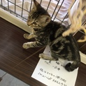 ほぼアメショ^_^ みかんちゃん