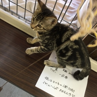 ほぼアメショ^_^ みかんちゃん