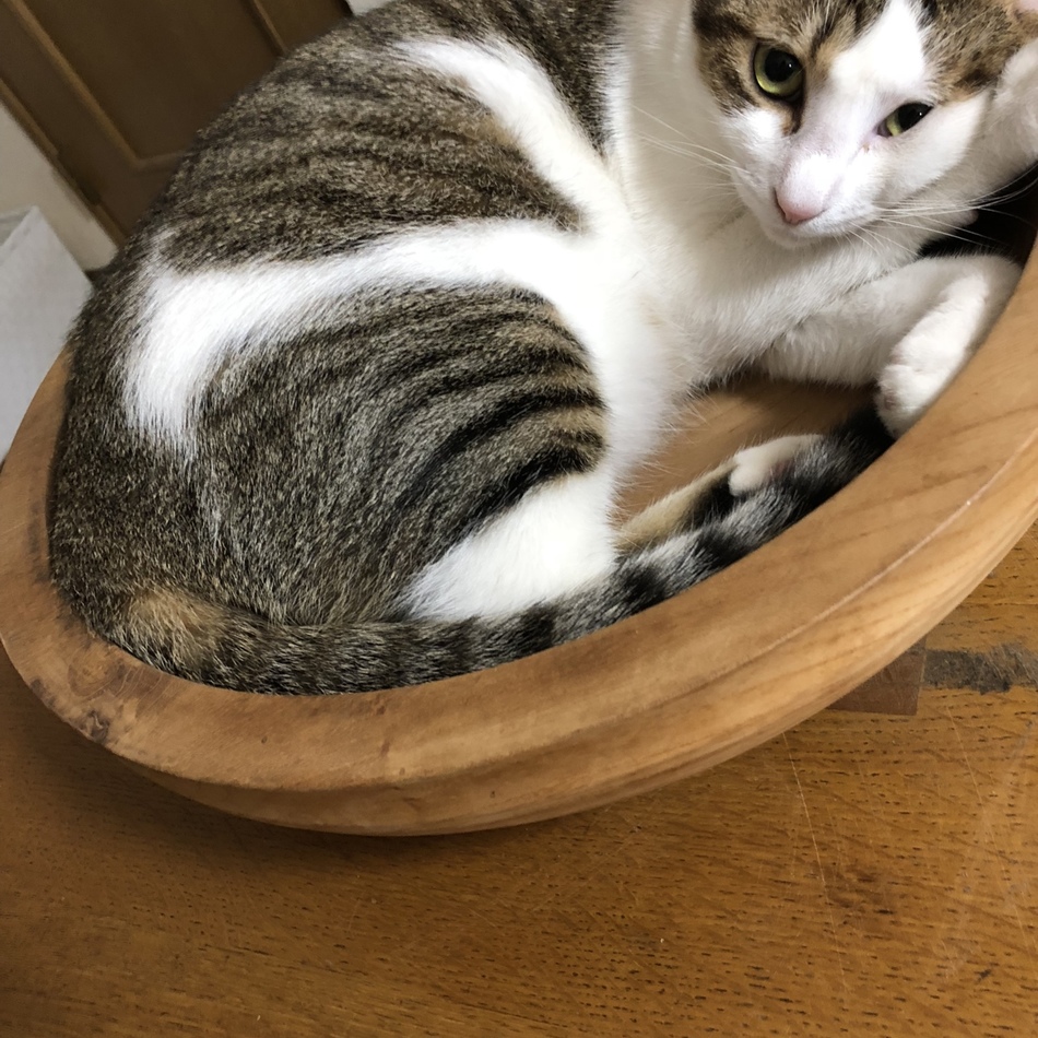 いくらのカバー写真