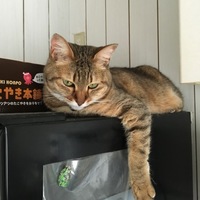 おかか