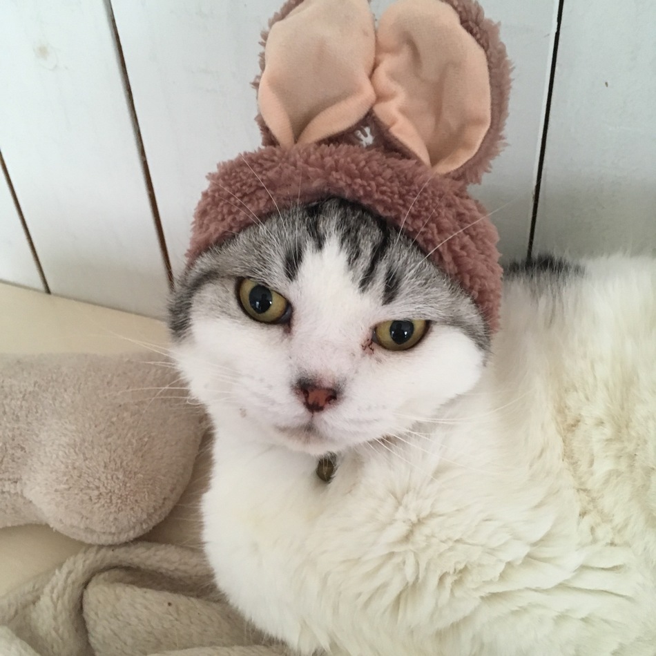 まろのカバー写真