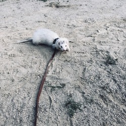 「家族」サムネイル3