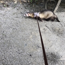 「家族」サムネイル2