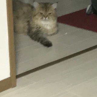 チンチラペルシャの男の子、0歳