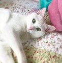 あて君