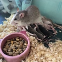 ファンシーラット差し上げます