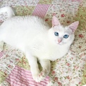 あずきちゃん
