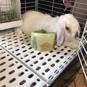 ロップイヤーの男の子です。