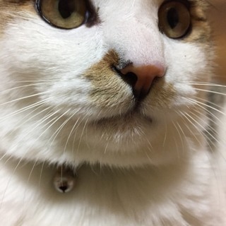 事故に遭ったシーマ君ですが 元気になりました！