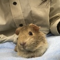 1歳のモルモットの女の子