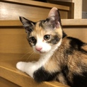 子猫三毛　おとなしい女の子です。