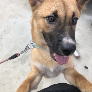 宮古島保護犬！4か月雑種ゴンベイ