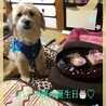 蓮
