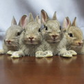 ネザーランドドワーフ 子ウサギ ４→3→１羽
