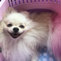 みこ