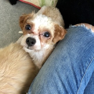 チワプー　3才の男の子