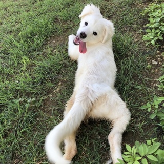 里親募集！アンとアンディ兄妹/半身身体障害