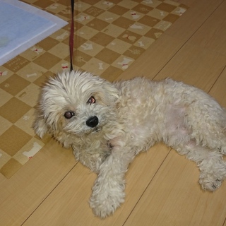 【緊急】飼い主死去の為里親募集です。