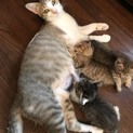 祭り親子の里親募集中！