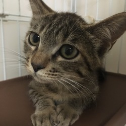 猫の譲渡会@出町商店街 サムネイル2