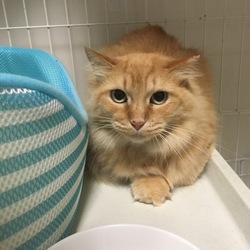 猫の譲渡会@出町商店街 サムネイル3