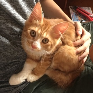 茶トラ☆男の子