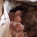 8/21に生まれたばかりの4匹の子猫です