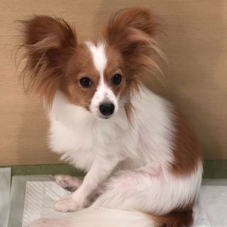 3本足のハンサムボーイ★パピヨンの十色(トイロ)君